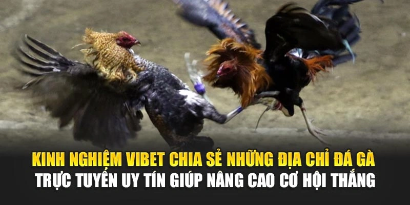 Kinh nghiệm Vibet chia sẻ những địa chỉ đá gà trực tiếp uy tín giúp nâng cao cơ hội thắng