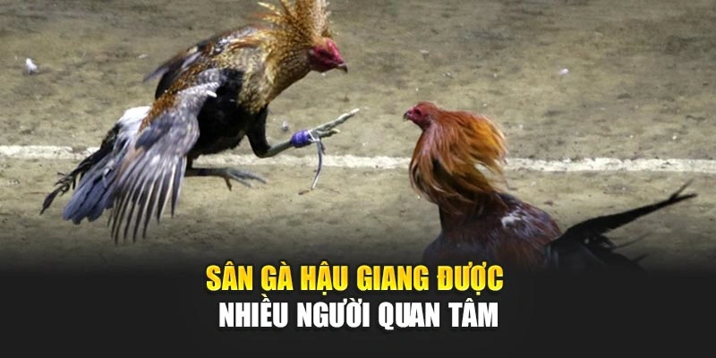 Sân gà Hậu Giang được nhiều người quan tâm