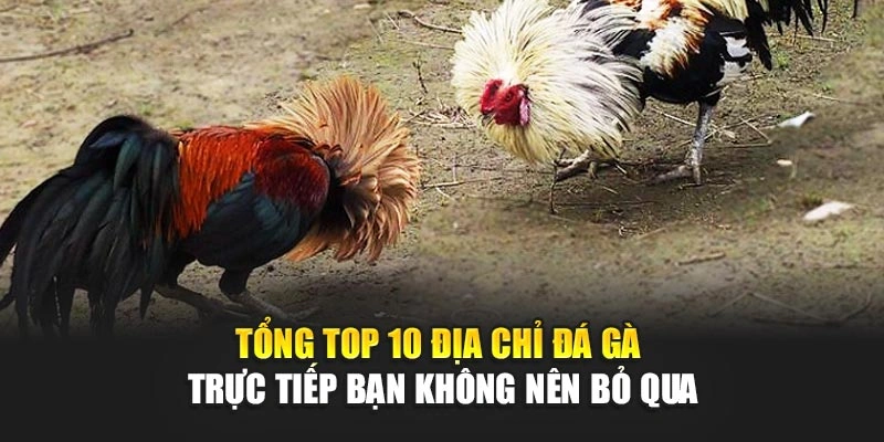 Tổng Top 10 Địa Chỉ Đá Gà Trực Tiếp Bạn Không Nên Bỏ Qua