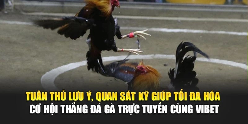 Tuân thủ lưu ý, quan sát kỹ giúp tối đa hóa cơ hội thắng đá gà trực tiếp trực tuyến cùng Vibet